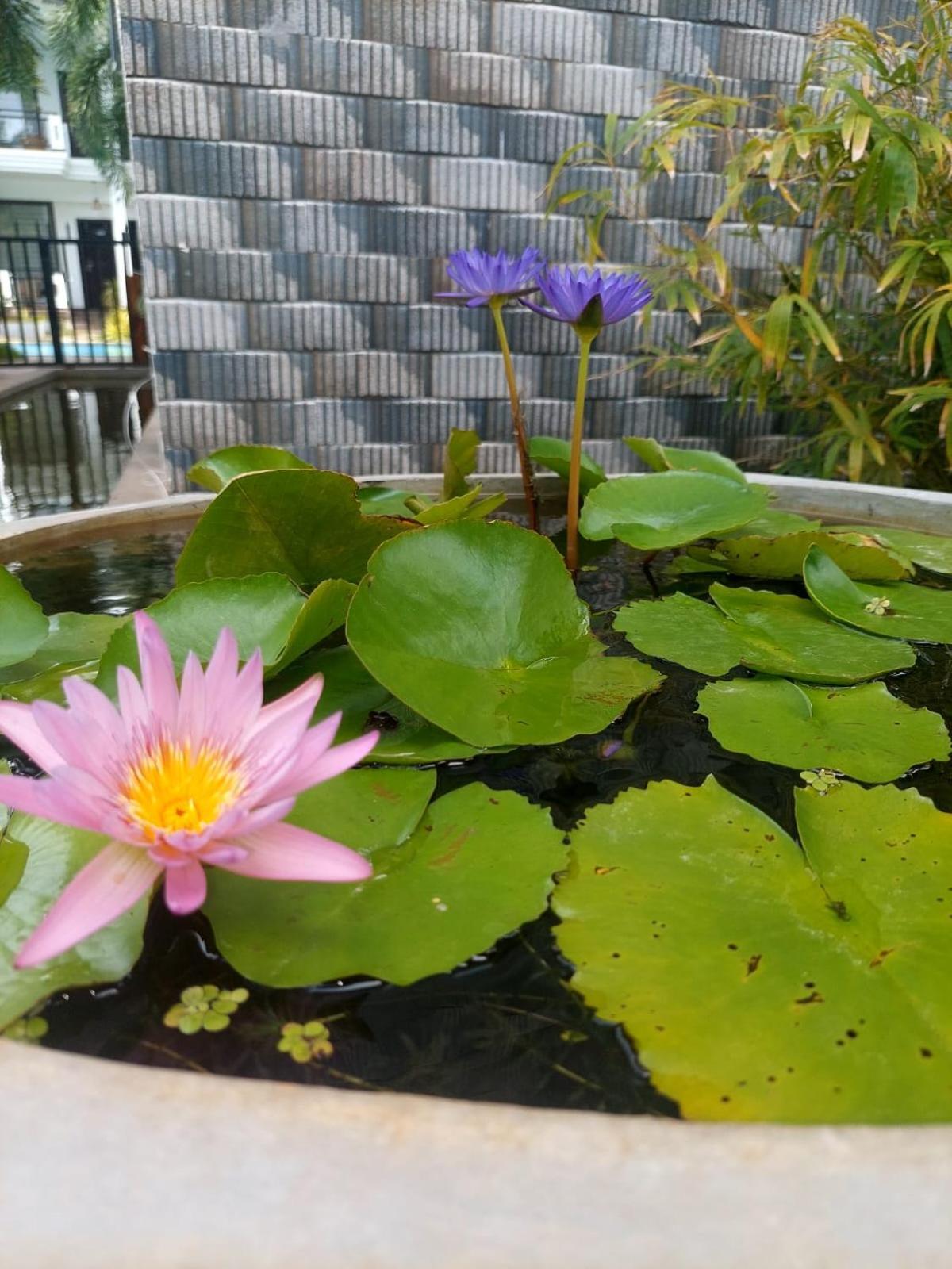 J7 Villaj Resort Trincomalee Eksteriør billede